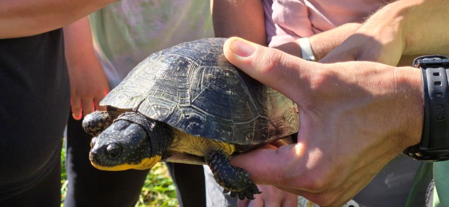 Bland's Turtle being held by a pair of hands