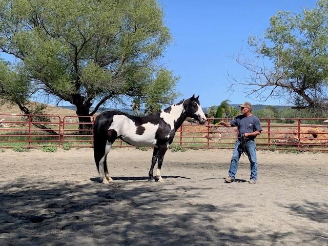 Mike DeSpain with painted horse